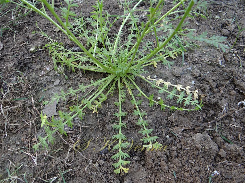  Plant with basal leaves